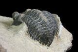 Bargain, Pseudocryphaeus Trilobite - Lghaft, morocco #137708-5